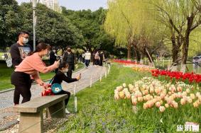 马鞍池郁金香怎么样