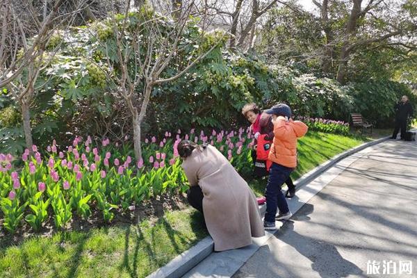 南通啬园景区郁金香什么时候开