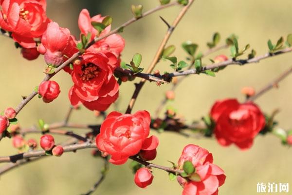 2020上海春季賞花好去處