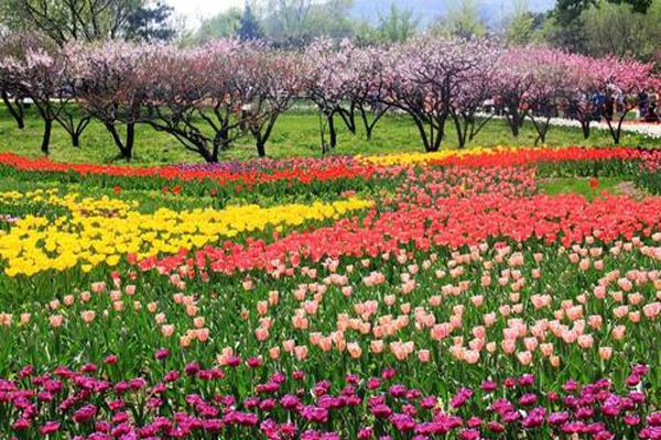 張家港郁金香公園送郁金香嗎 門票