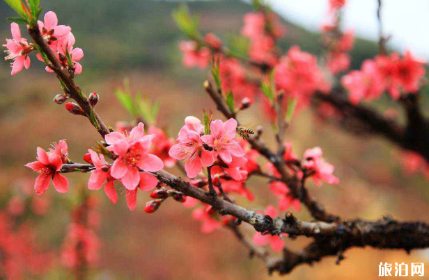 西藏哪里可以觀賞桃花 西藏交通方式及預(yù)防高反