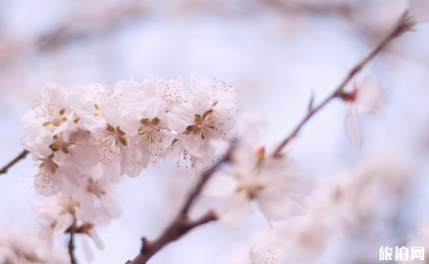 天津桃花堤几月可欣赏桃花 天津哪里可以看桃花