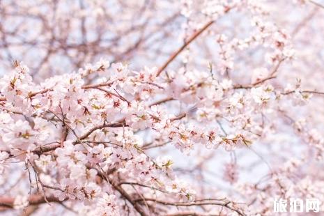 天津桃花堤几月可欣赏桃花 天津哪里可以看桃花