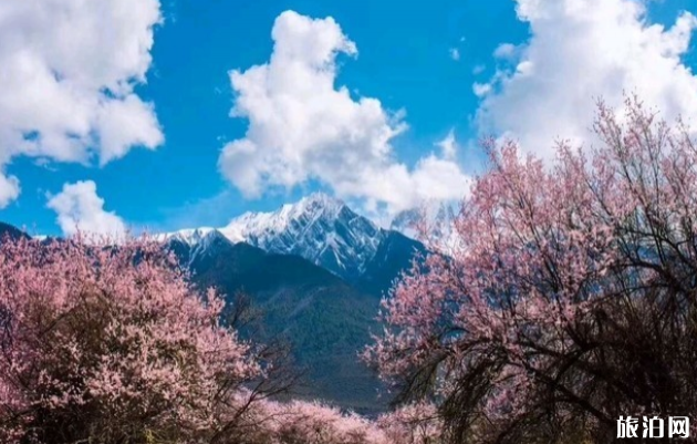 西藏哪里可以觀賞桃花 西藏交通方式及預防高反