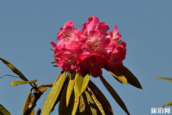 大理蒼山西坡杜鵑花怎么去