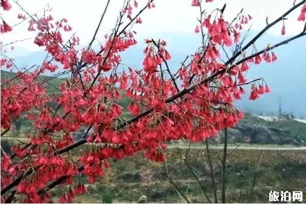 温州哪里可以看到樱花 观赏路线推荐