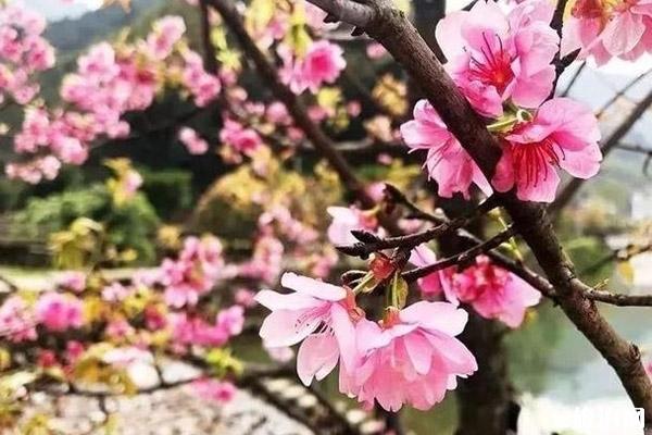 温州哪里可以看到樱花 观赏路线推荐