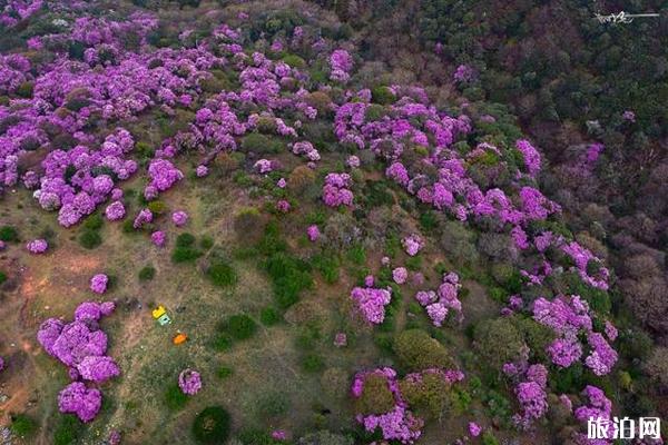 鹤庆县马耳山杜鹃花海 什么时候开