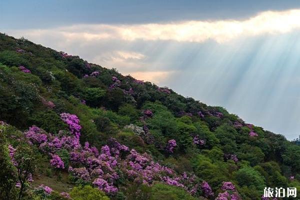 鶴慶縣馬耳山杜鵑花海 什么時候開