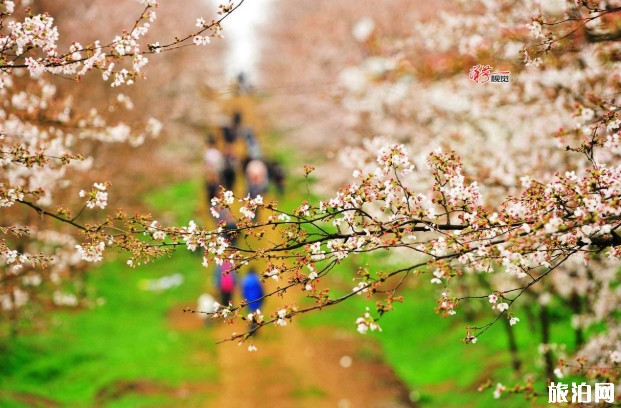 2020年清明节可以去旅游吗 清明节适合去哪里旅游