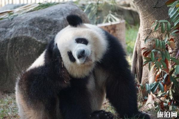 2020广州动物园入园流程-预约购票指南