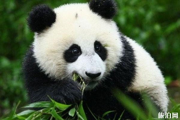 2020成都大熊猫繁育研究基地开放时间-购票方式