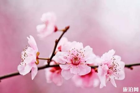 南阳赏花的景点介绍