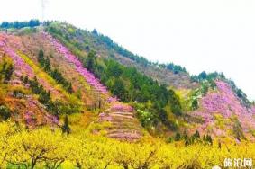金华周边哪里桃花好看