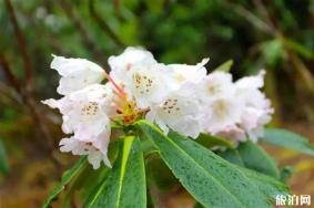 阿坝州杜鹃花观赏