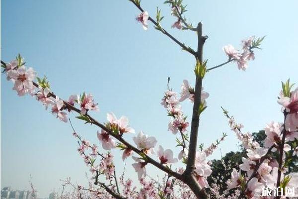 在武汉哪里可以看到樱花