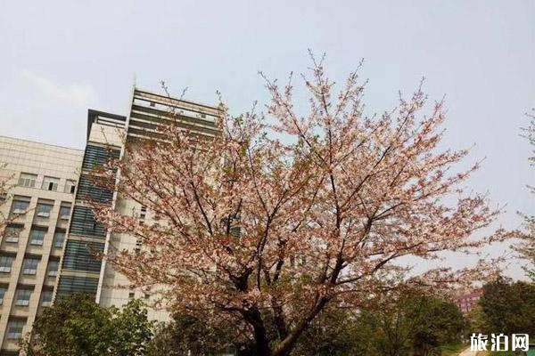 在武汉哪里可以看到樱花