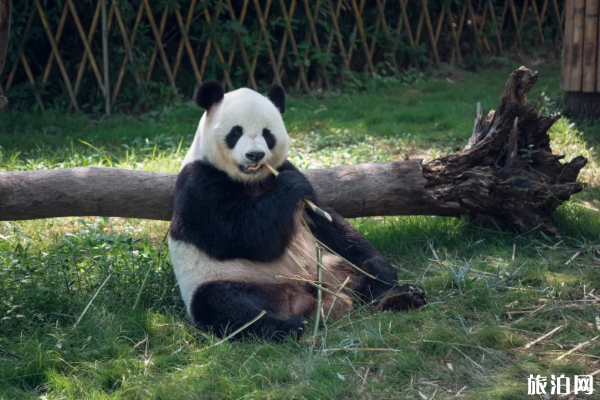 2020年天津动物园开门了吗 天津3月28日恢复开放景点