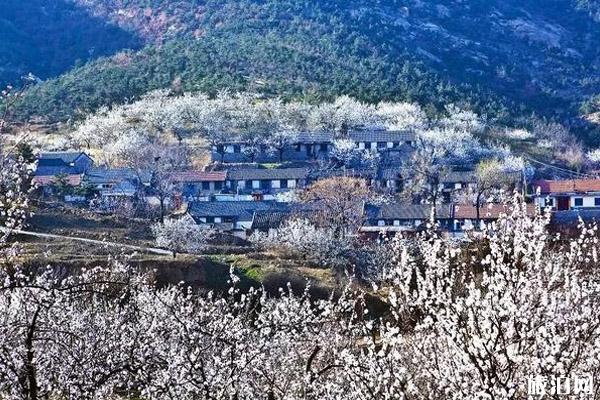 2020年山東賞花的地方推薦