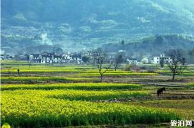 黄山黟县有哪些景点赏花 黄山黟县赏花路线