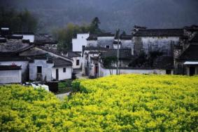 黄山市春季赏花地点推荐 安徽黄山油菜花景点