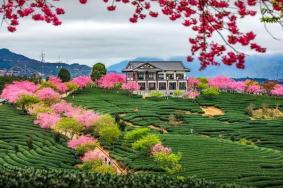 永福樱花园几月去最美