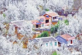 2020四川金川梨花攻略 四川阿坝赏花攻略
