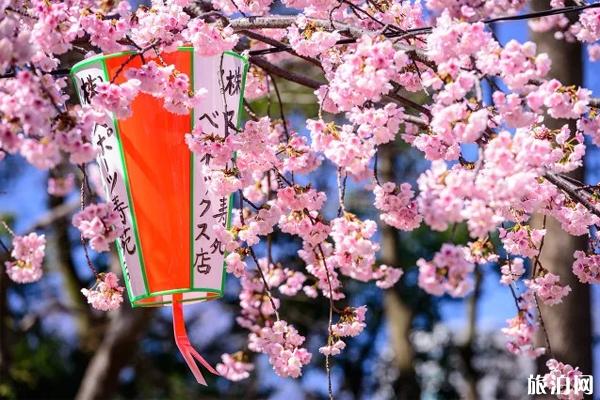 2020日本樱花开放时间 日本樱花去哪里看最漂亮