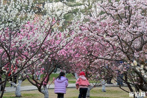 北京中山公园梅花在哪里 盛开图片