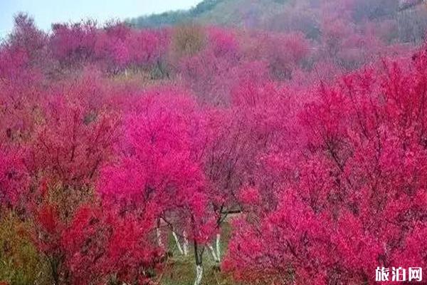 福建樱花景区有哪些 福建哪里樱花好看