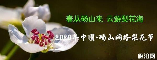 2020砀山网络梨花节观赏指南