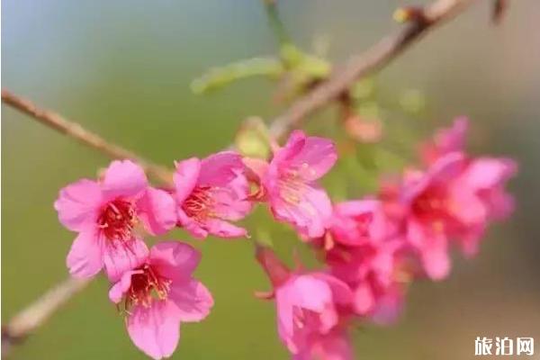 福建樱花景区有哪些 福建哪里樱花好看