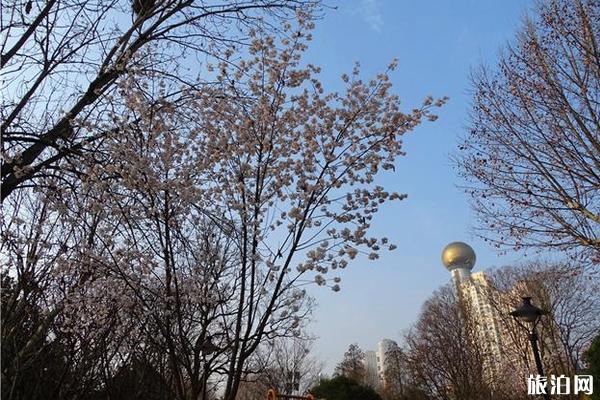 武汉汉口江滩樱花在哪里看