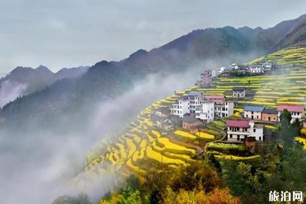 浙江油菜花最好的处所 浙江油菜花景面先容