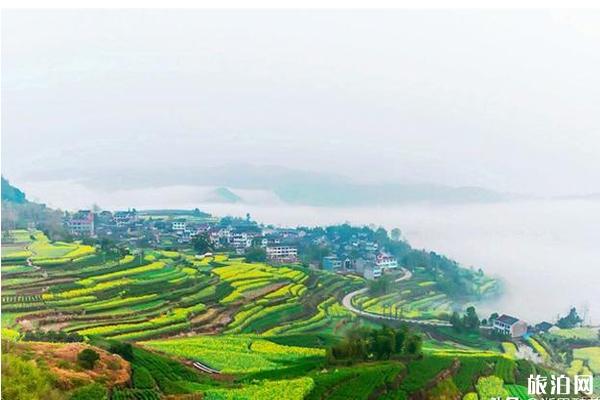 浙江油菜花最美的地方 浙江油菜花景点介绍