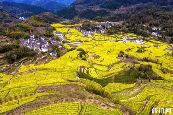 浙江油菜花最美的地方 浙江油菜花景點介紹