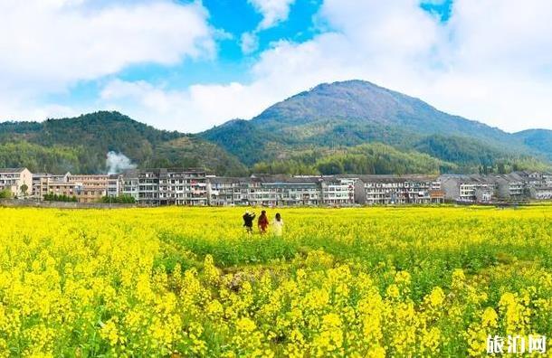 浙江油菜花最好的处所 浙江油菜花景面先容