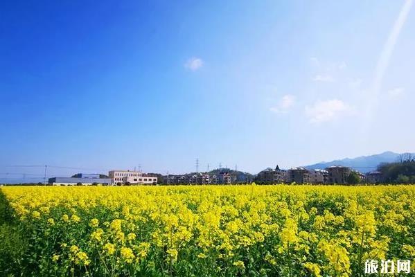 浙江油菜花最美的地方 浙江油菜花景点介绍