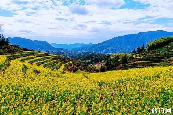 浙江油菜花最美的地方 浙江油菜花景点介绍