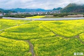 浙江油菜花最美的地方 浙江油菜花景点介绍