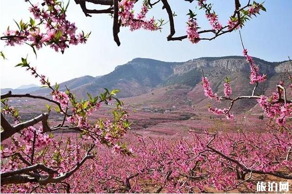 2020年岱崮桃花节什么时候举办和活动介绍