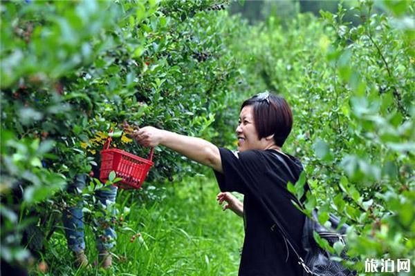 麻江蓝莓种植基地在哪里