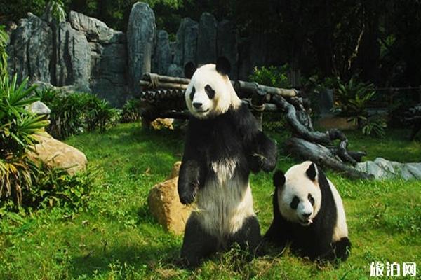 2020深圳野生动物园门票优惠活动 深圳野生动物园表演节目表
