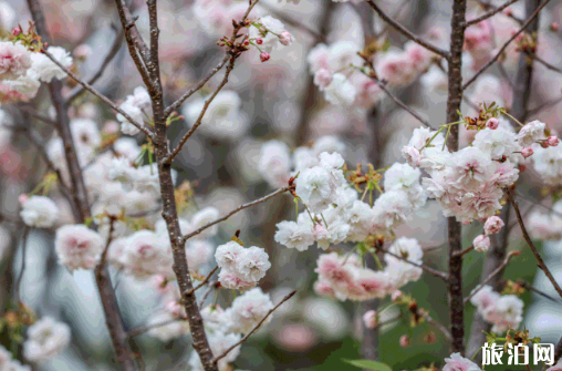 深圳赏花开放景点 深圳赏花的地方2020