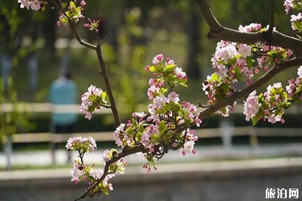 北京海棠花什么時候開 北京海棠花哪里看