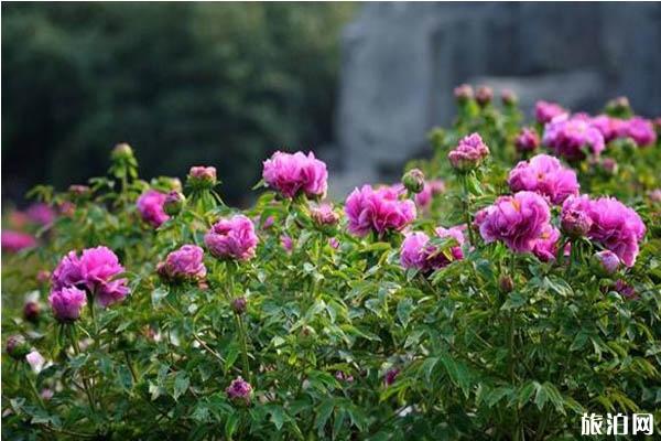 菏澤曹州牡丹園門票多少錢-什么時候開