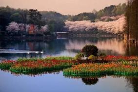 2020湖南省森林植物园及岳麓山橘子洲景区限流人数