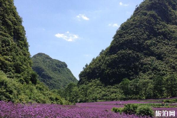 2022贵州荔波香草园游玩攻略 - 门票 - 交通 - 景点介绍