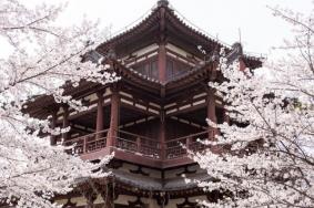 青龙寺樱花观赏攻略和介绍