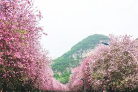 柳州旅游最佳时间 2020柳州赏花的地方
